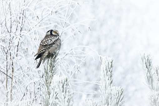 Bird - Northern Hawk Owl - Surnia ulula, winter time in Poland Europe, a very rare flying bird to Poland