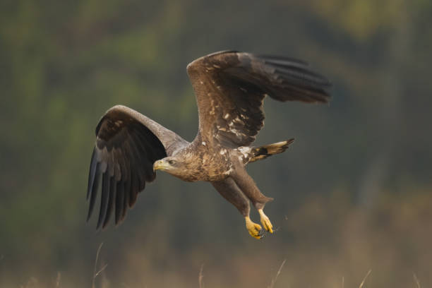 istock flying Majestic predator White-tailed eagle, Haliaeetus albicilla in Poland wild nature 1443236136