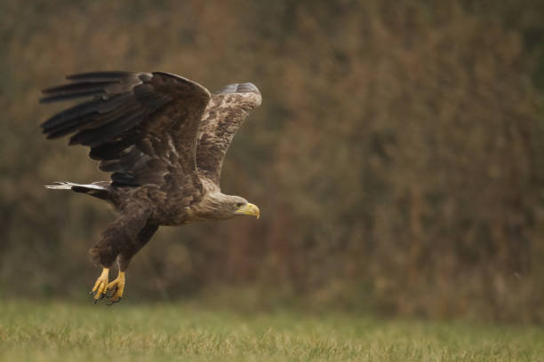 istock flying Majestic predator White-tailed eagle, Haliaeetus albicilla in Poland wild nature 1443236171