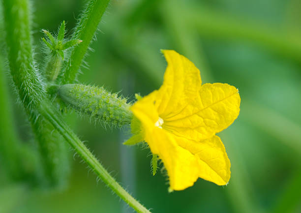 Small cucumber with a flower stock photo