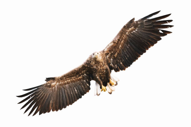 istock Majestic predator White-tailed eagle, Haliaeetus albicilla in Poland wild nature - isolated on white background 1443236476