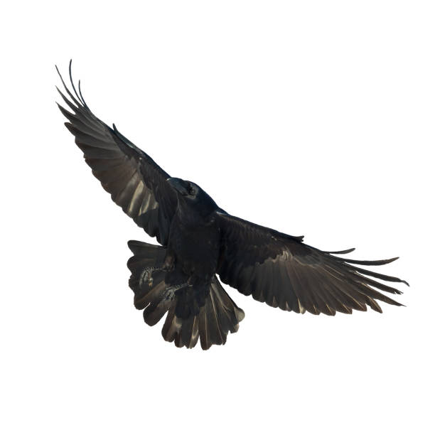 istock Birds flying raven isolated on white background Corvus corax. Halloween 1443236529