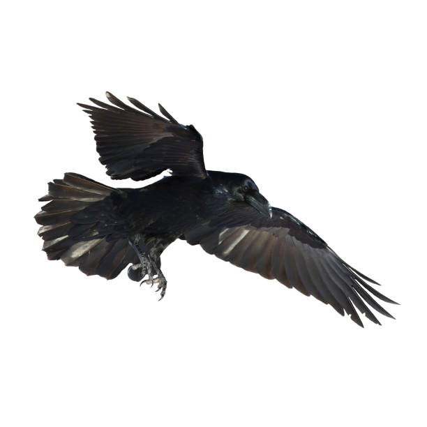 istock Birds flying raven isolated on white background Corvus corax. Halloween 1443236530