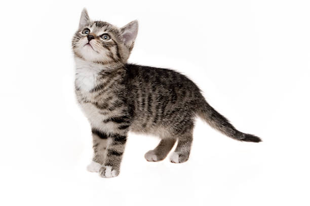 mignon jeune chat - domestic cat playful cute close up photos et images de collection
