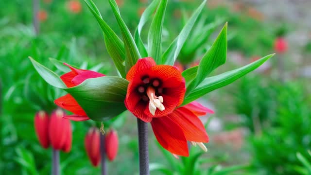 Crown Imperial Lily (Upside Down Tulips) reverse or inverted tulip