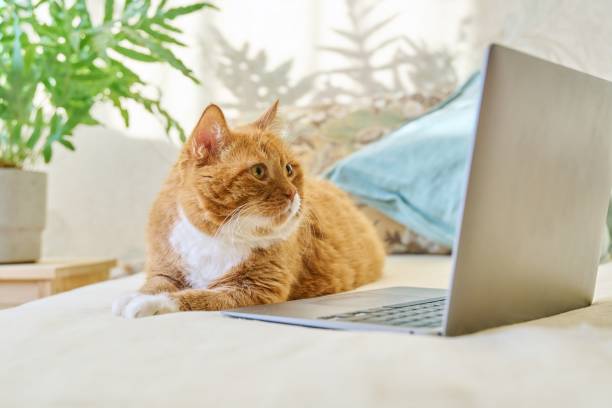 istock Serious focused ginger cat lying at home with laptop 1443237647