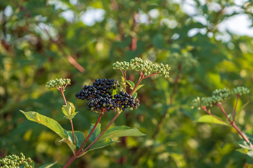 black elderberry branches. unripe fruit. selective Focus sambucus berries