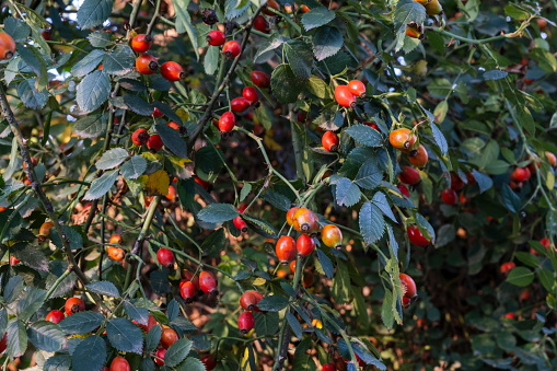 rose hips ripening on the branch as autumn approaches. Selective Focus berries.