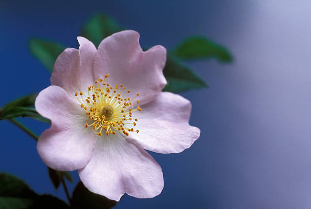 Rosa silvestre - fotografia de stock