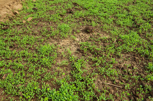 Stock photo showing close-up, elevated view of raised bed, vegetable garden compost planted with Fenugreek seedlings.