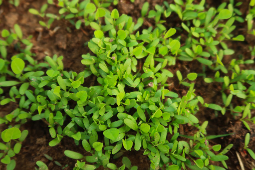 Stock photo showing close-up, elevated view of raised bed, vegetable garden compost planted with Fenugreek seedlings.