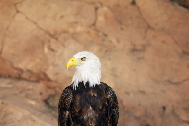 a bald eagle looking towards camera