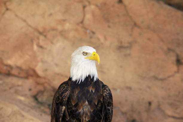American Bald Eagle with blurred background.