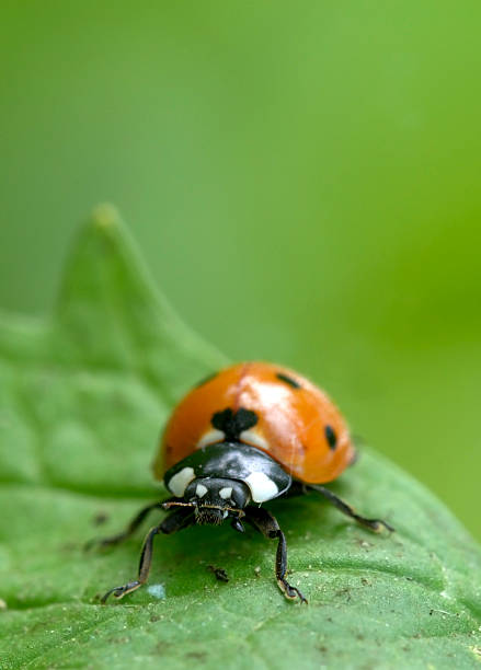 Ladybug stock photo