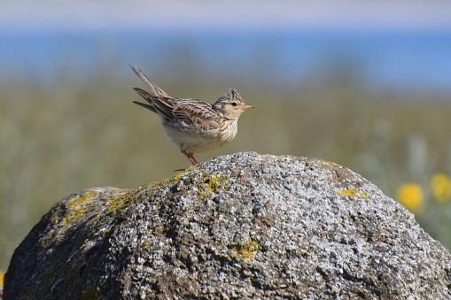 A single skylark bird sitting on a rock. This photo was taken at Greyhope bay, Aberdeen, Scotland.