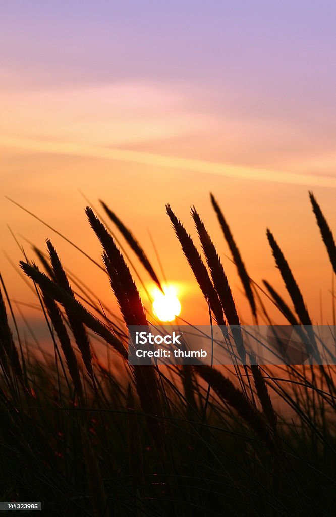 rushes de verano - Foto de stock de Ajardinado libre de derechos