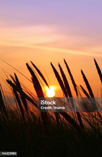 Rushes De Verano Foto de stock y más banco de imágenes de Ajardinado - Ajardinado, Anochecer, Arbusto