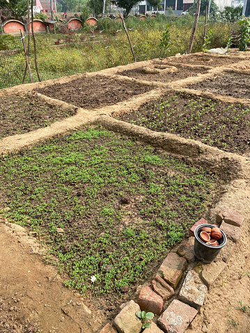 Stock photo showing close-up view of a community vegetable garden allotment plot with a series of small raised beds made from mounds of moulded soil. Growing in these particular beds are a jackfruit tree, chickpea, radish and fenugreek seedlings.