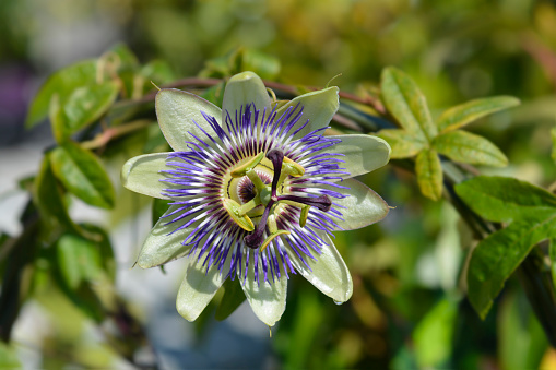Common passion flower - Latin name - Passiflora caerulea