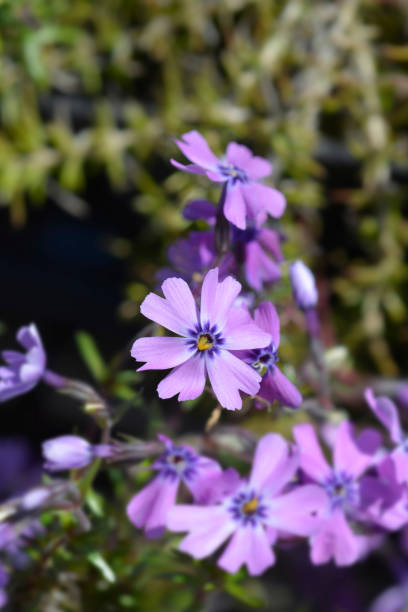 istock Creeping Phlox Purple Beauty 1443239964