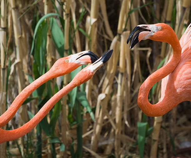 istock Flamingos Complaining About the Heat 144324020