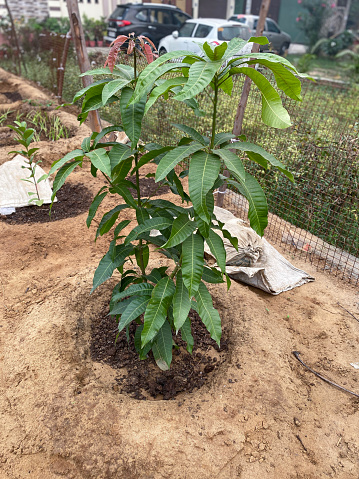 Stock photo showing close-up view of raised bed, vegetable garden newly planted with mango tree.