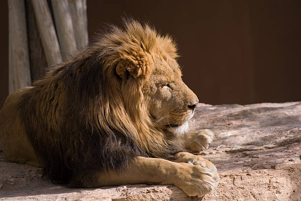 istock King of the Jungle at Rest 144324096