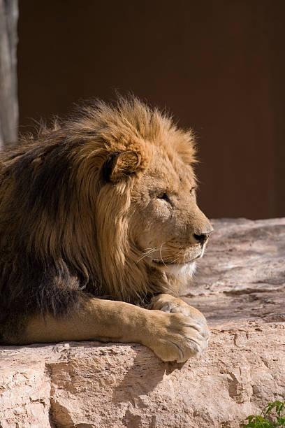 istock King of the Jungle Watching Prey 144324099