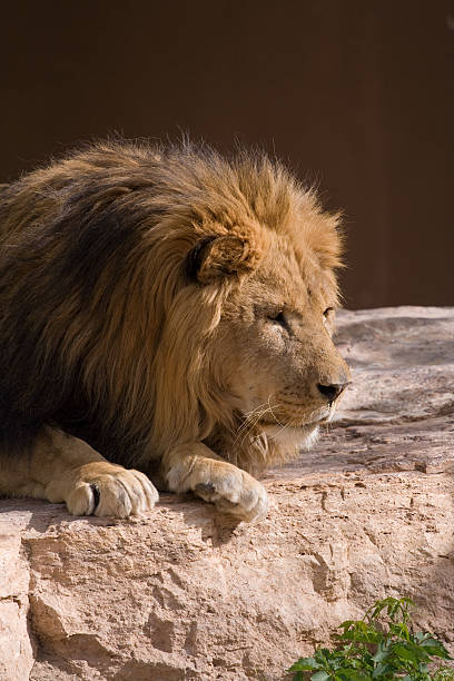 istock King of the Jungle Watching Prey 144324100
