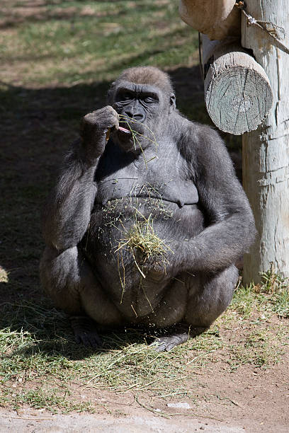 Gorilla Relaxing In Midday Sun Stock Photo - Download Image Now - Animal, Animal Hair, Animal Wildlife - iStock Gorilla Relaxing In Midday Sun Stock Photo - Download Image Now - Animal, Animal Hair, Animal Wildlife - iStock