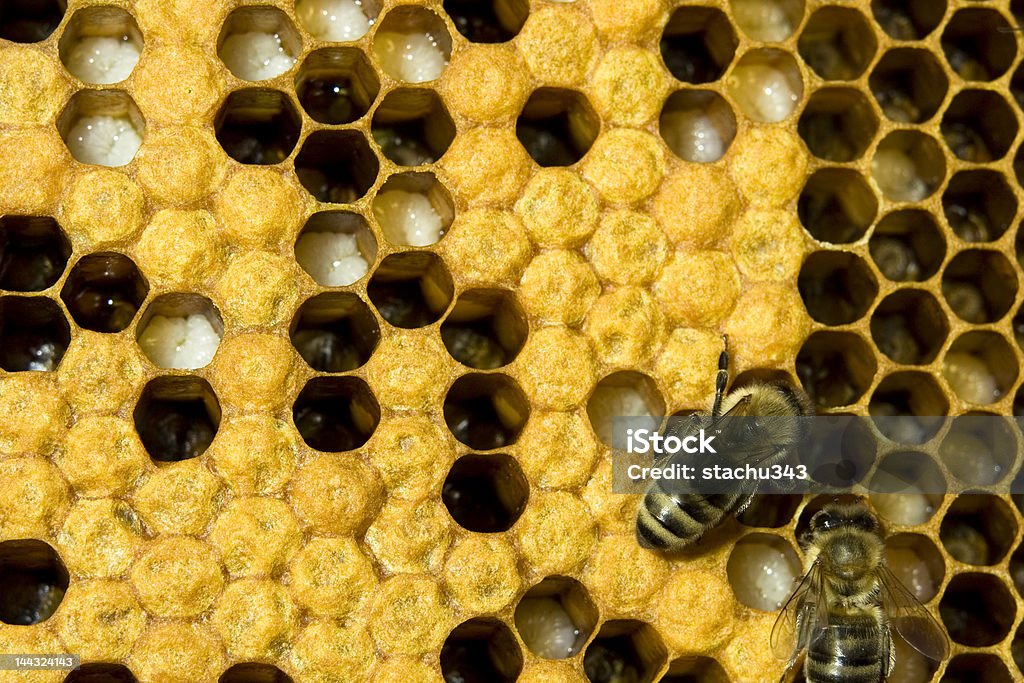 bee A worker bee taking care of larvas Bee Stock Photo bee A worker bee taking care of larvas Bee Stock Photo