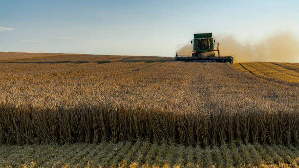 istock View of agricultural wheat field during harvest time. 1443241642