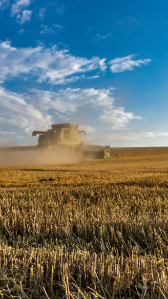 istock View of agricultural wheat field during harvest time. 1443242179