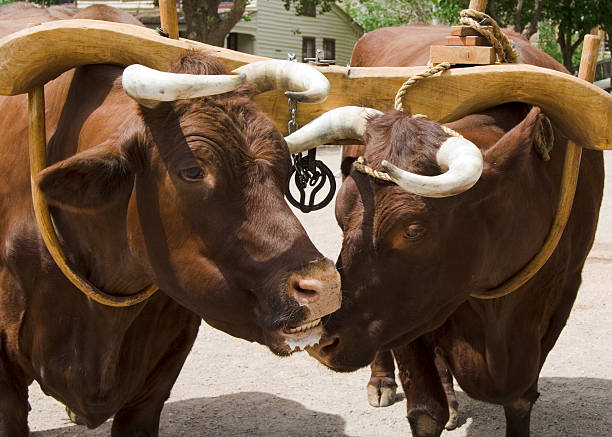 Ox adn Yoke Pair of oxen yoked together. yoke stock pictures, royalty-free photos & images