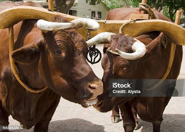 Ox Adn Yoke Stock Photo - Download Image Now - Wild Cattle, Yoke, Animal