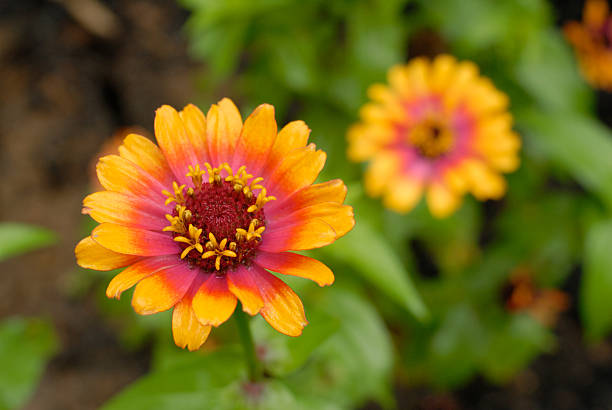 zinnias - Photo