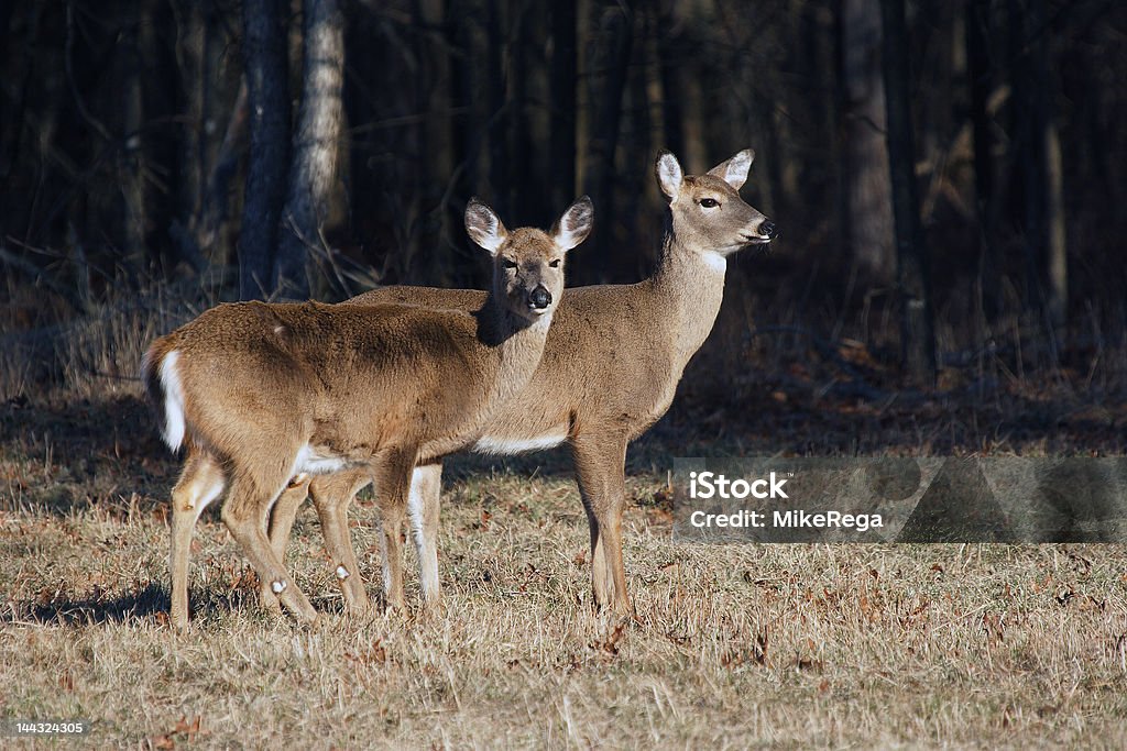 Dois cervos de cauda branco. - Foto de stock de New York City royalty-free