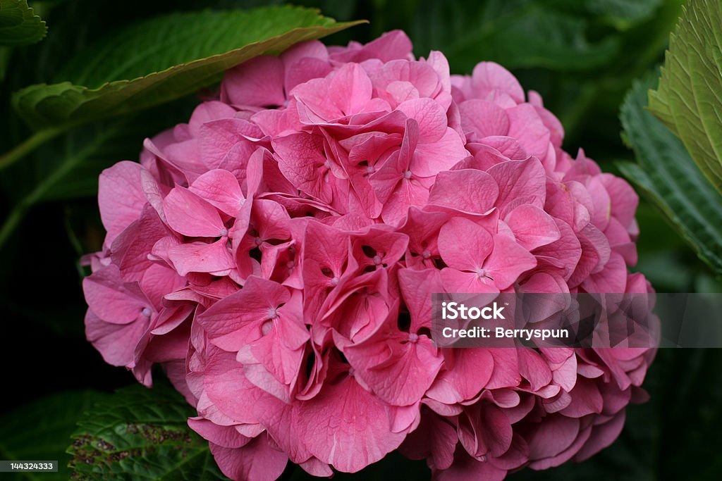 hydrangea Close-up on a pink Hydrangea flowerhead growing in a rich alkaline soil Alkaline Stock Photo