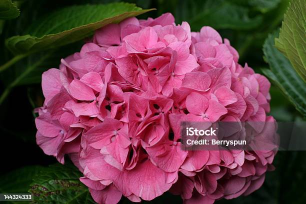 Hydrangea Stock Photo - Download Image Now - Alkaline, Blossom, Bush
