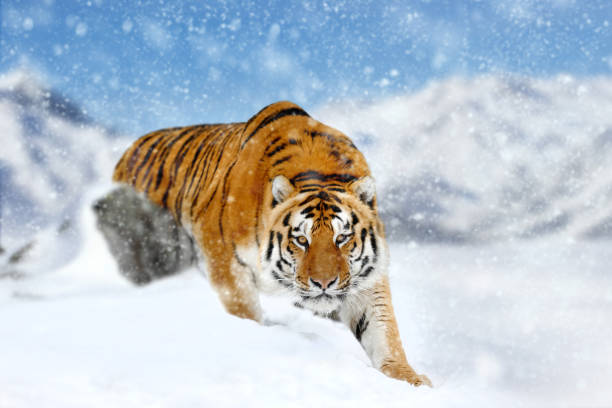 istock Close beautiful wild siberian tiger on snow 1443243472