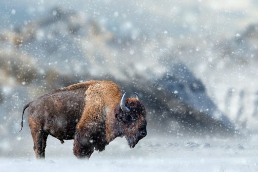 Bison stands in the snow against the backdrop of snow-capped mountains with snowflakes