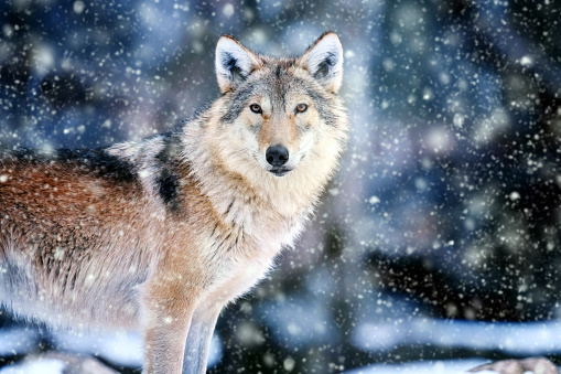 Gray wolf, Canis lupus in winter forest background. Animal in the nature habitat