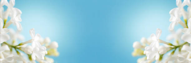 istock white lilac flower branch on a blue background with copy space for your text 1443243706