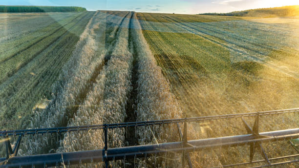 istock View of agricultural wheat field during harvest time. 1443243770