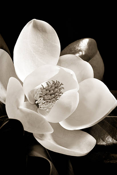 flor de magnolia 2 - magnolia flower sepia toned flower head fotografías e imágenes de stock