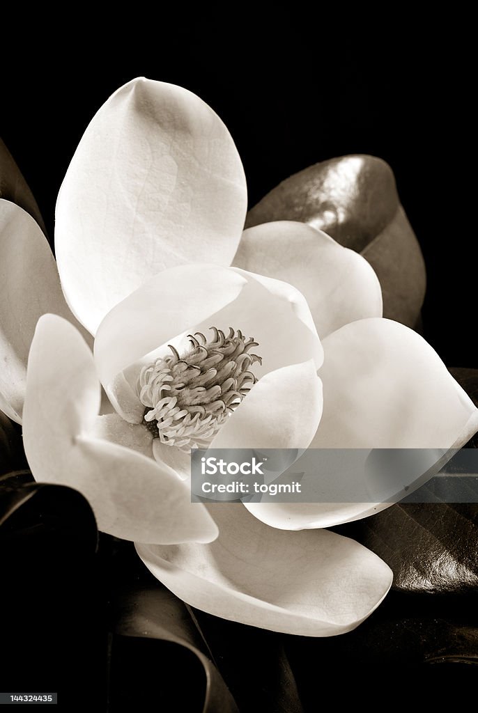 Fleur de Magnolia 2 - Photo de Arbre libre de droits