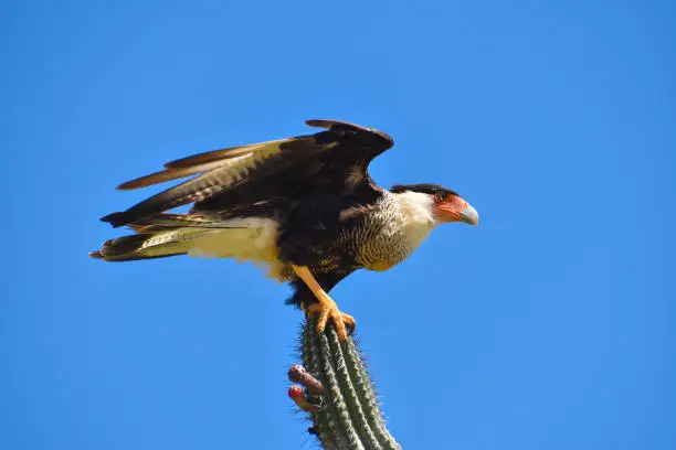 A Crested Caracara perched on a cactus, about to take flight in Washington Slagbaai National Park in Bonaire.