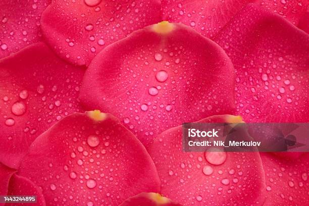 Petals With Drops Of Water Background Stock Photo - Download Image Now - Backgrounds, Beauty In Nature, Color Image