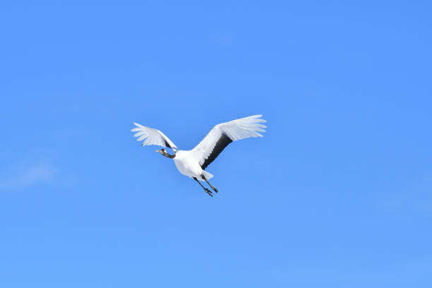istock Bird watching, red-crowned crane, in
 winter 1443245249