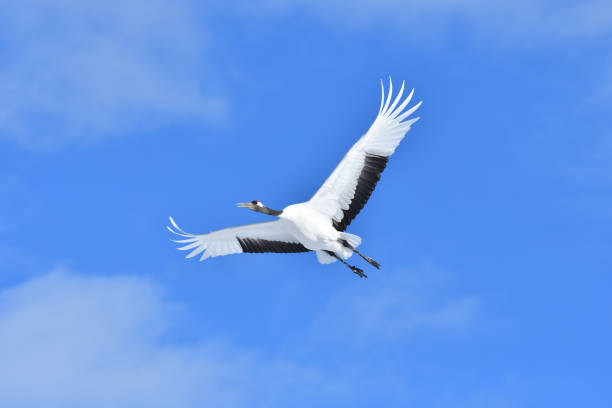 istock Bird watching, red-crowned crane, in winter 1443245272